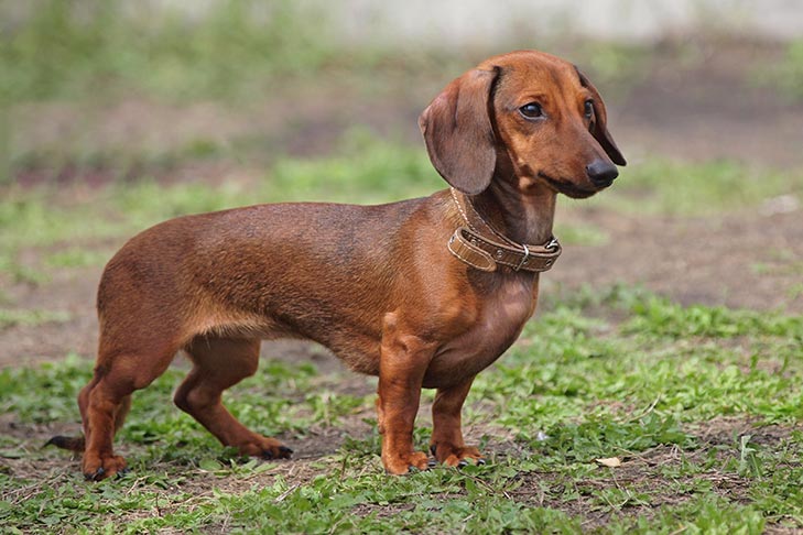 تصویر داشهوند (Dachshund)